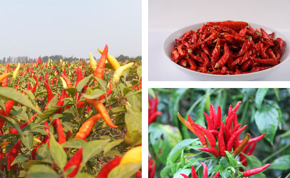 湖南干辣椒批发市场