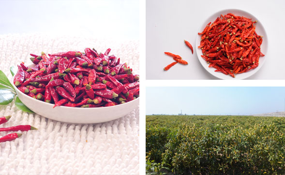 干辣椒批发市场