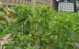 春季辣椒种植支招——剪枝可提高产量