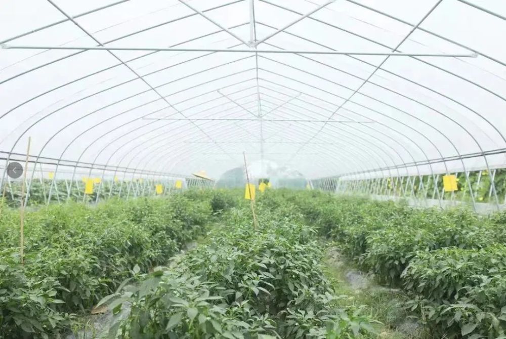 喜报：安徽省育出优质高产辣椒新品种 来年可大量上市 