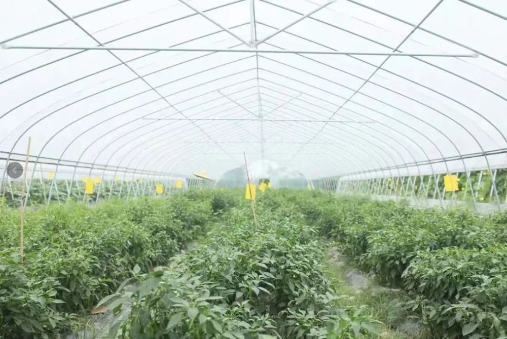 安徽高产辣椒新品种 产量超过普通品种的2倍