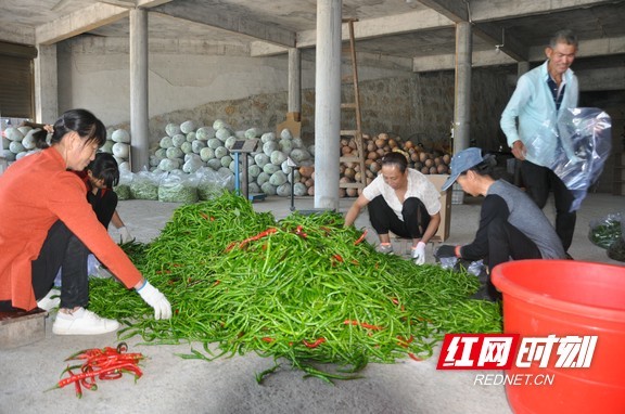 永顺县：辣椒大丰收 村民辣农共同喜开颜