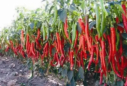 辣椒的栽培技术和种植方法 增产增收全靠这技术