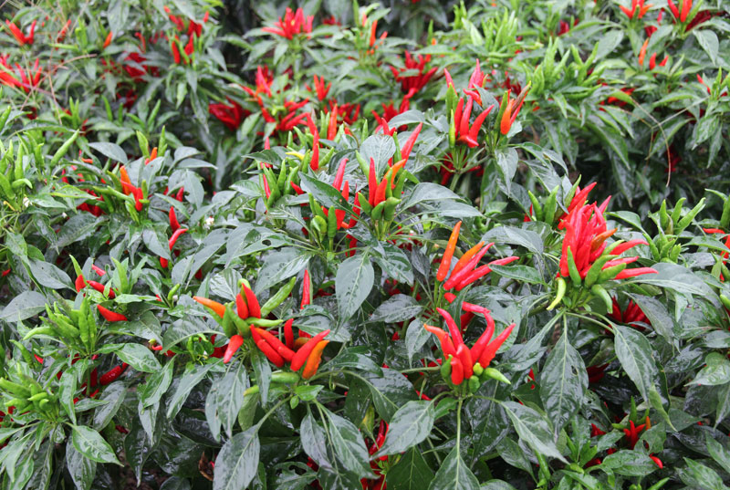 餐饮和熟食企业  如果正确采购干辣椒 看匡老五辣业